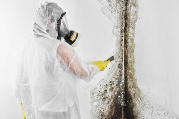 Trusted Marion, TX Mold Remediation Experts