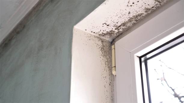 Best Attic Mold Remediation in Marion, TX