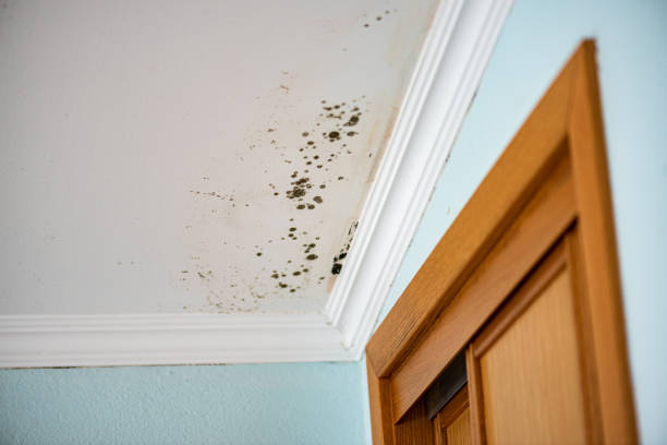Best Residential Mold Remediation in Marion, TX