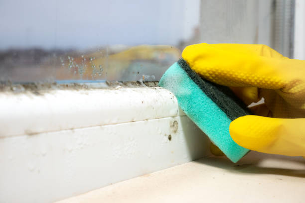Best Bathroom Mold Remediation in Marion, TX