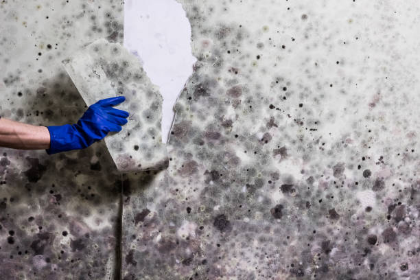 Best Health and Safety Mold Remediation in Marion, TX