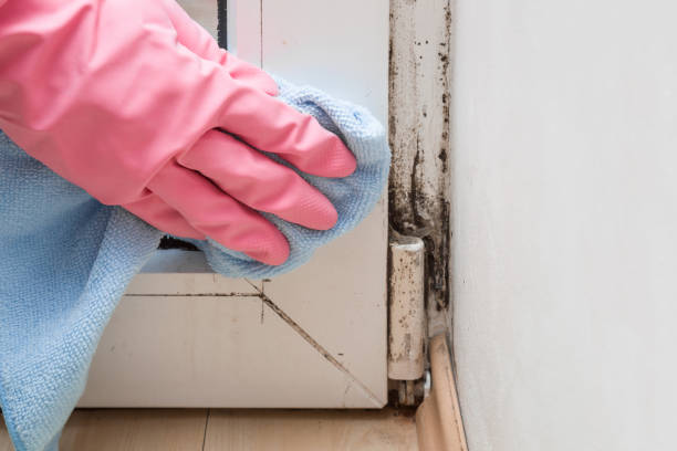 Best Kitchen Mold Remediation in Marion, TX