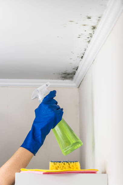 Best Basement Mold Remediation in Marion, TX