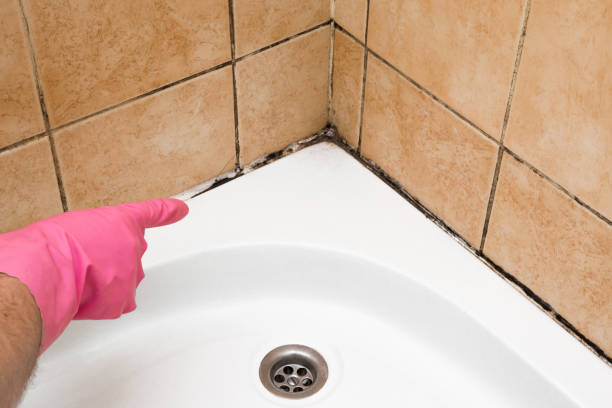 Best Crawl Space Mold Remediation in Marion, TX